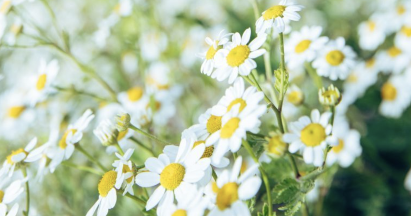 Infusi Aromatici